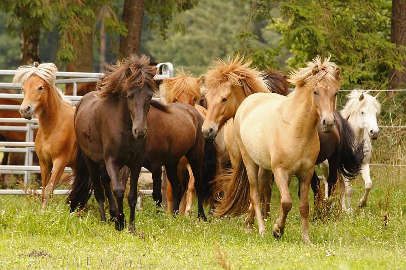 Jungstutenherde 3.jpg